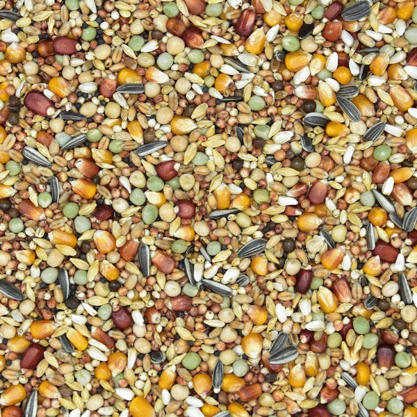 P-1-600x600.png